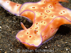 Beautiful Nudi from Lembeh Manado using Olympus E-330 + 5... by Adrian Schokman 